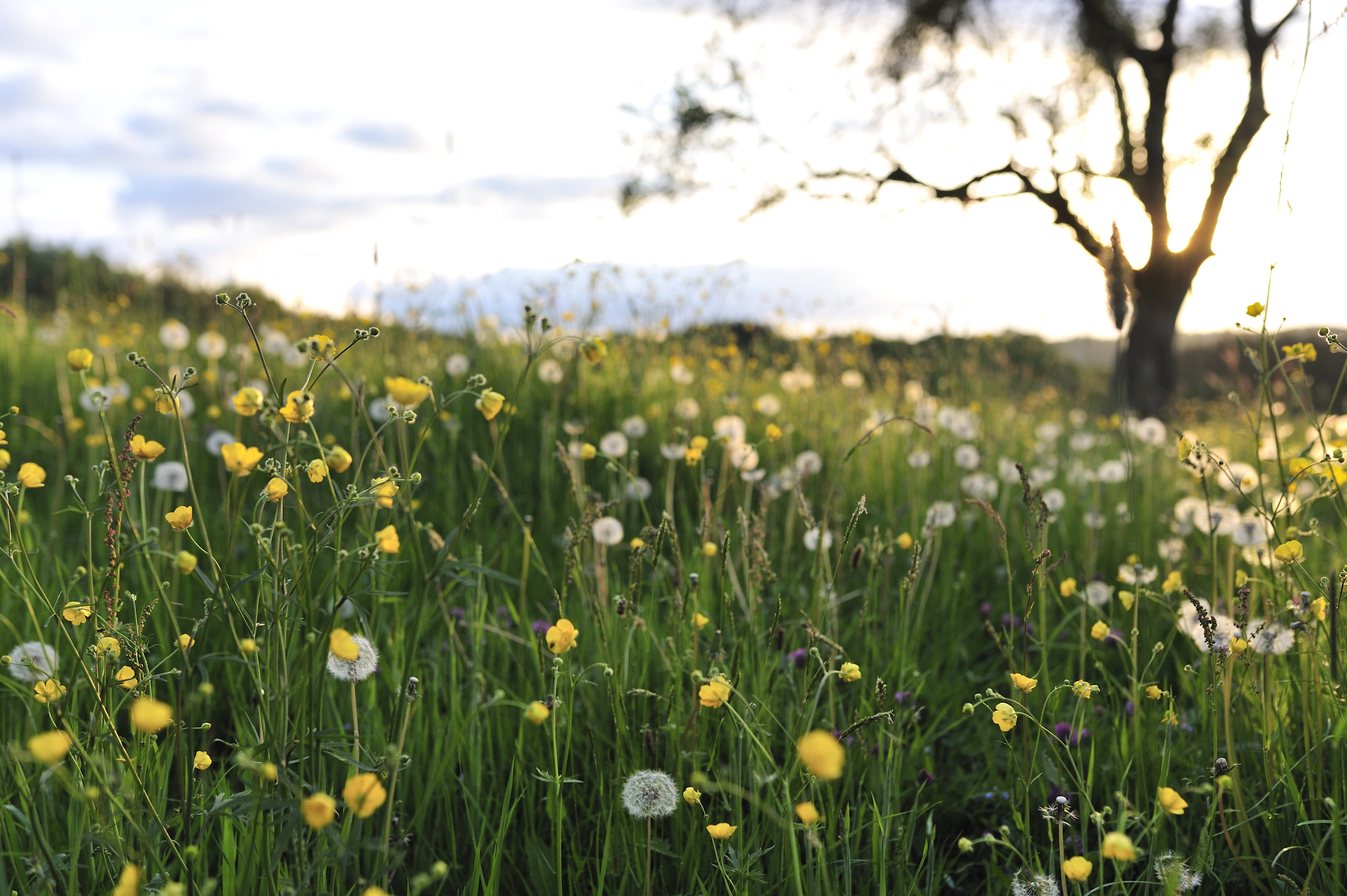 Champs de fleurs au coucher de soleil