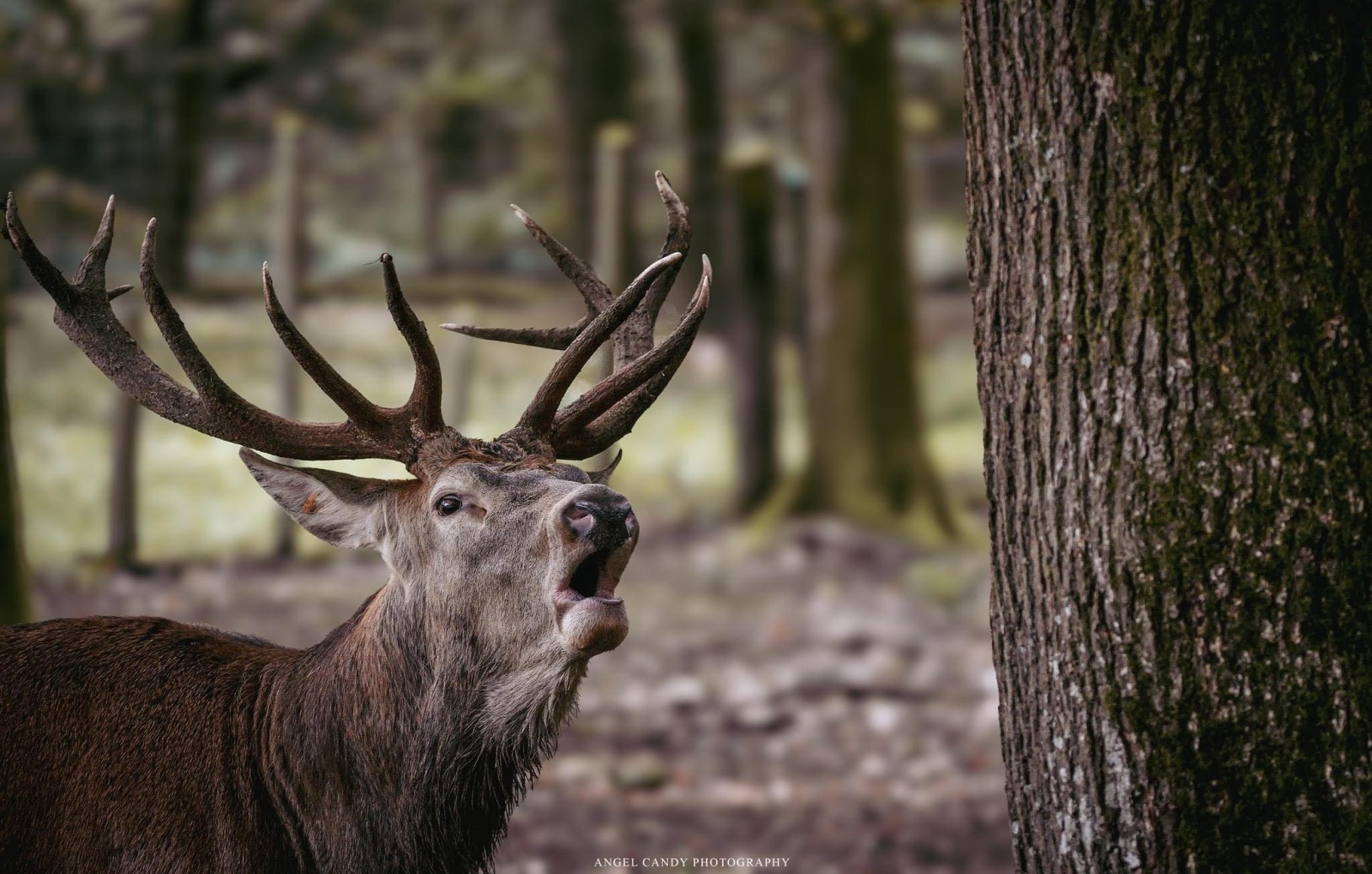 Balade nocturne à La Roche-en-Ardenne | Brame du cerf