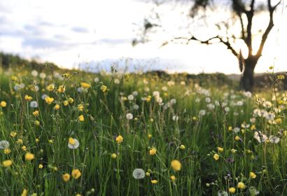 Champs de fleurs au coucher de soleil