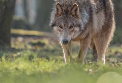 Loup traversant la forêt