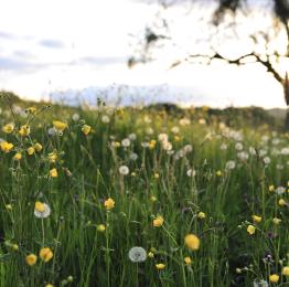 Champs de fleurs au coucher de soleil